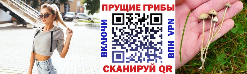 Галлюциногенные грибы Magic Shrooms  как найти закладки  Усть-Джегута 